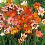 Sparaxis Tricolor Mix - Garden Express Australia